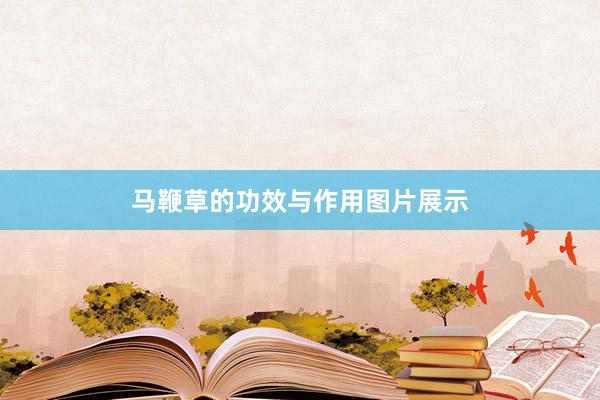 马鞭草的功效与作用图片展示